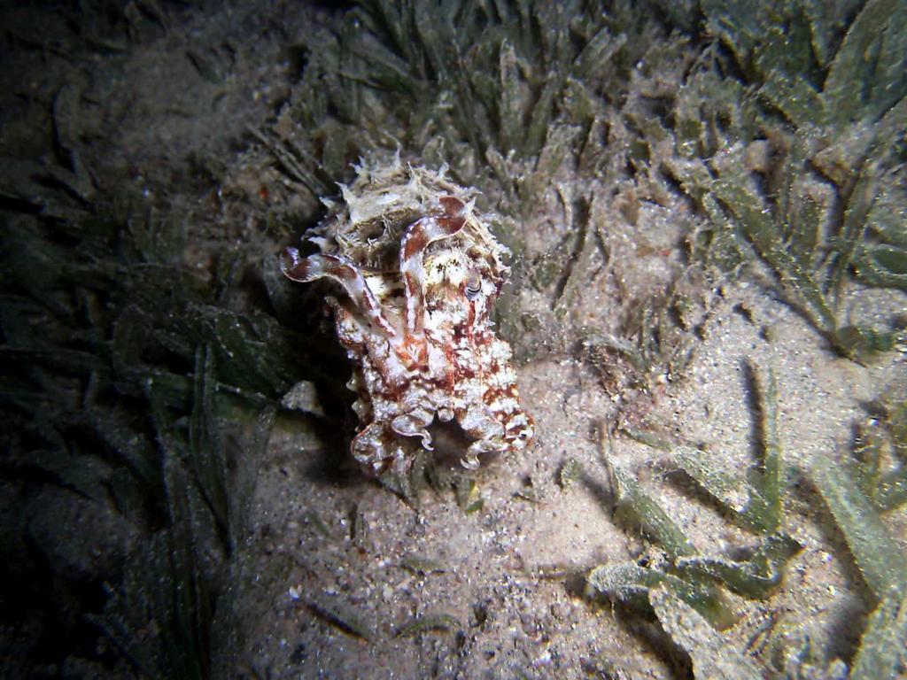 Arab Divers Dive Center And Bed & Breakfast Áqaba Exterior foto
