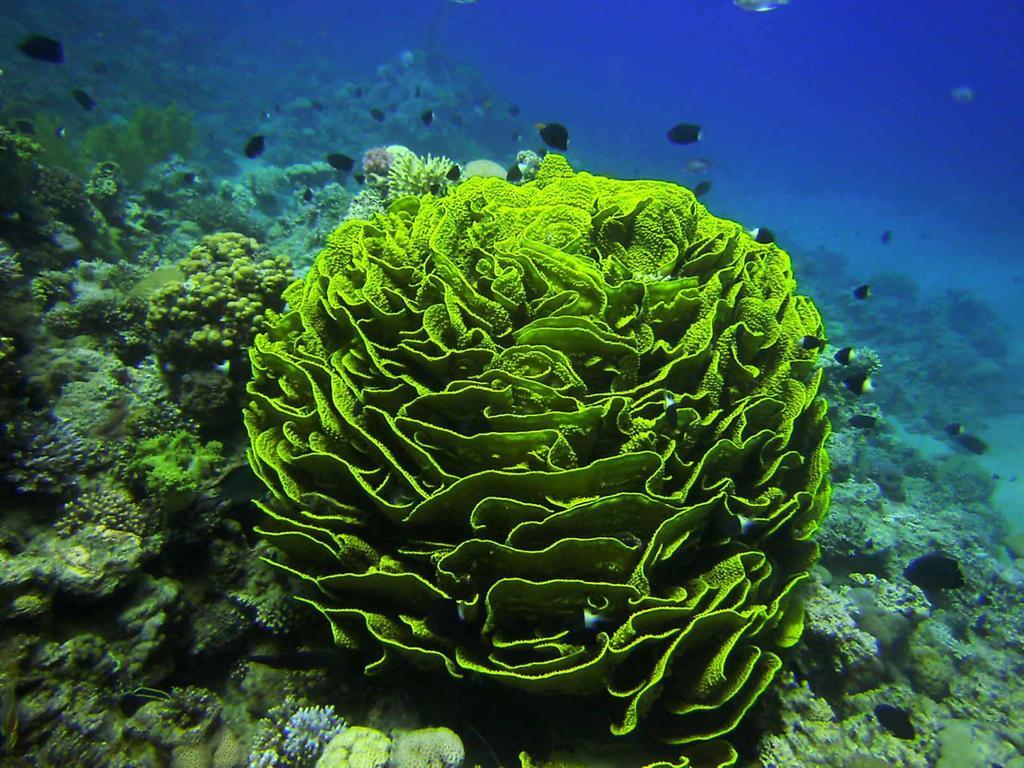 Arab Divers Dive Center And Bed & Breakfast Áqaba Exterior foto